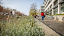 Lavendelpflanzungen am Zelleschen Weg