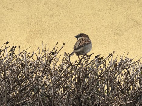 Haussperling sitzt auf Hecke, ohne Laub