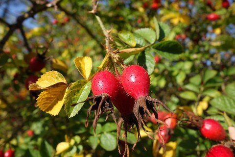 rote Hagebutten, Früchte und Blätter, Herbstfärbung 