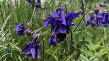 dunkel-lila blühende Akelei auf Wiese