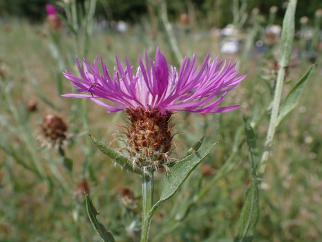 Flockenblume, lila blühend
