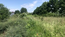 Wiesenfläche mit einzelnen Obstbäumen