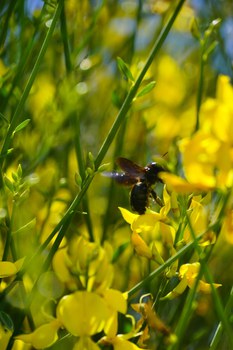 Honigbiene auf gelber Blüte