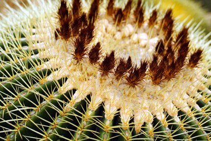Nahaufnahme der Dornen des Kaktus Echinocactus grusonii