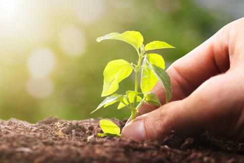 A young plant being planted in the earth