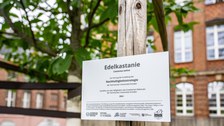Schild des Patenbaums