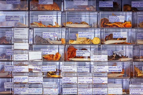 Das Foto zeigt beschriftete Pilzproben
