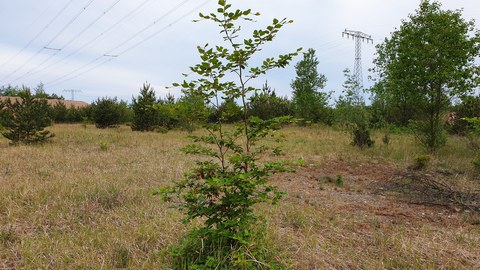 Beech sapling growing near Riesa.