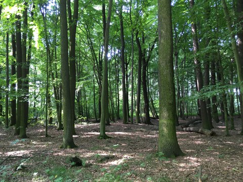 Blick in einen Wald