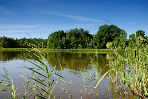 Teichlandschaft
