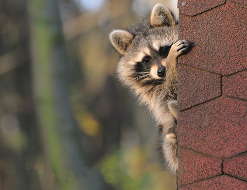 Waschbär