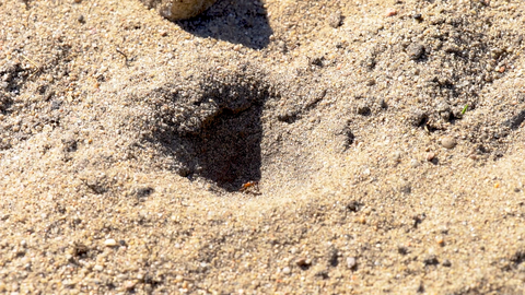 Sandtrichter des Ameisenlöwen mit einer erbeuteten Ameise.