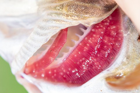Larven von Flussperlmuscheln auf den Kiemen einer Bachforelle
