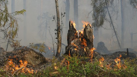 Waldbrand