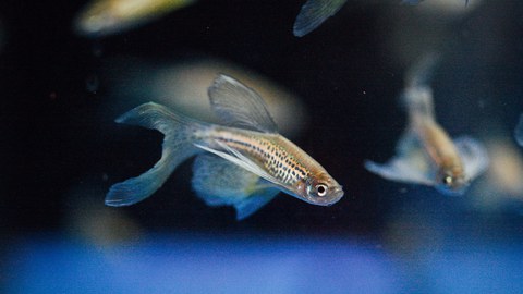 Zebrafische im Wasser