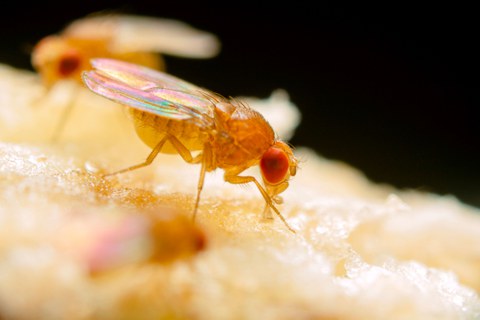 Fruchtfliege