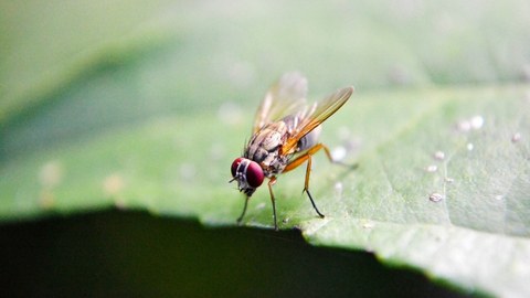 Fruchtfliege auf einem Blatt