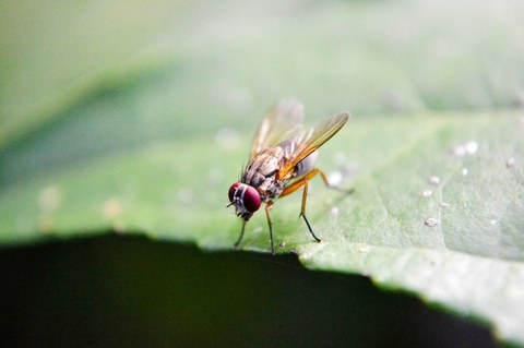Fruchtfliege auf einem Blatt