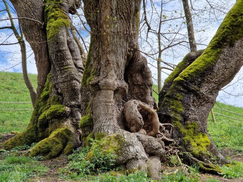 Stamm einer alten Linde, dreigeteilt und knotig.