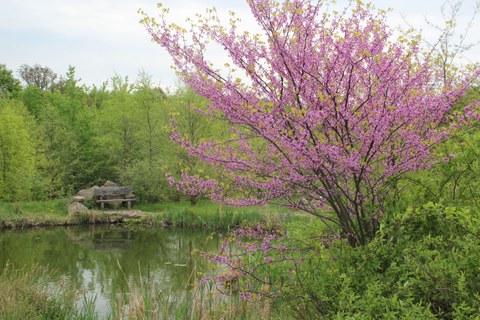 Bild von einem Teich mit einer Bank und grünen Bäumen im Hintergrund. Im Vordergrund ein rosa blühender Baum.