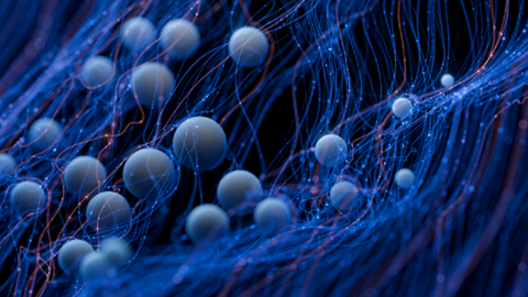 Spheres represent cells swimming down an electric sea