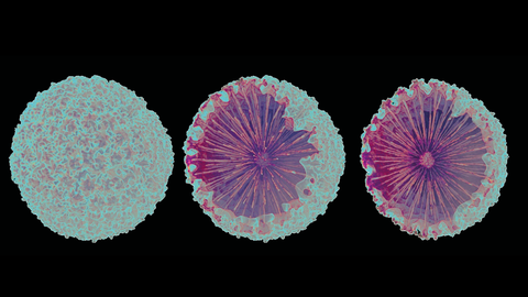 Glasskelett des Schwamms Geodia cydonium, abgebildet mittels Röntgen-Nanotomographie. 