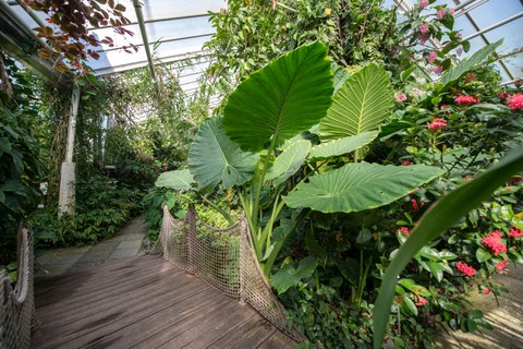The photo shows lots of green leaves. Amongst them, you can make out the red flower of the ‘Scadoxus cinnabarinus’.