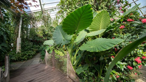The photo shows lots of green leaves. Amongst them, you can make out the red flower of the ‘Scadoxus cinnabarinus’.