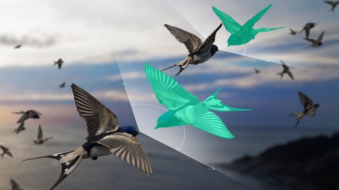 Ein zusätzlicher Freiheitsgrad – hier der grüne Vogel – verleiht der Theorie die nötige Flexibilität.