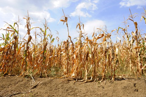 Dried corn stalks
