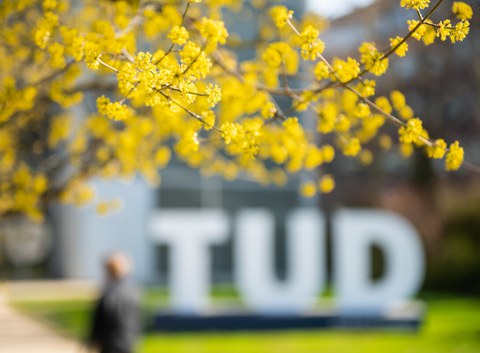 Blühender Baum auf dem Campus der TUD