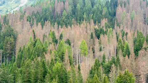 Drohnenaufnahme: zerstörter Wald