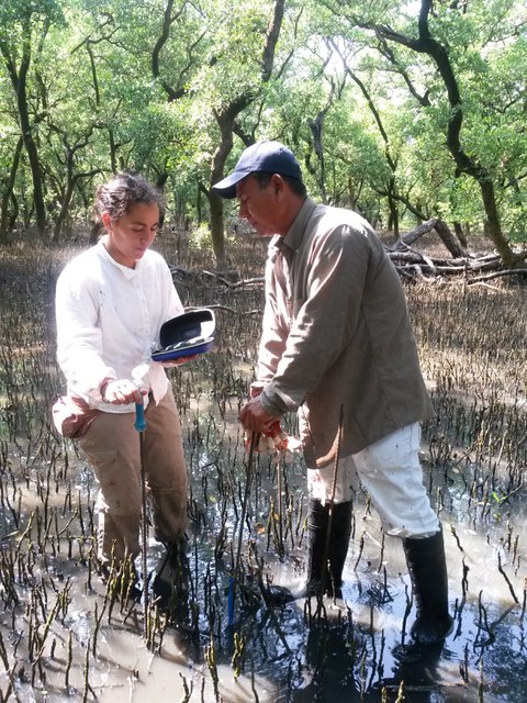 Mangrove