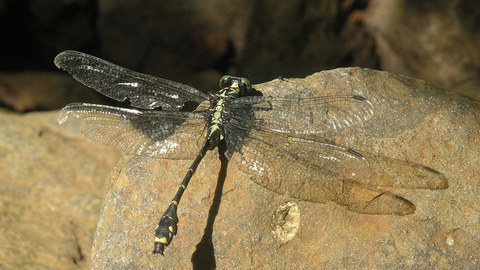 Asiagomphus reinhardti