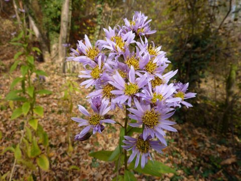 Tataren-Aster