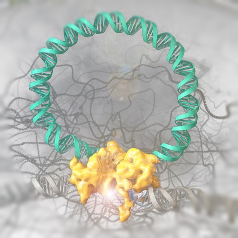 Brec1_Rekombinase