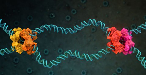 Zwei blau gezeichnete Doppelhelix vor schwarzem Hintergrund. An den zwei Schnittpunkten sind Knäuel in orange bzw. rosa eingezeichnet.