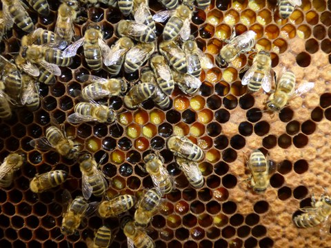 Bienen