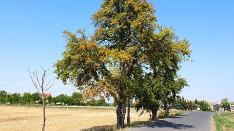 Trockene Bäume