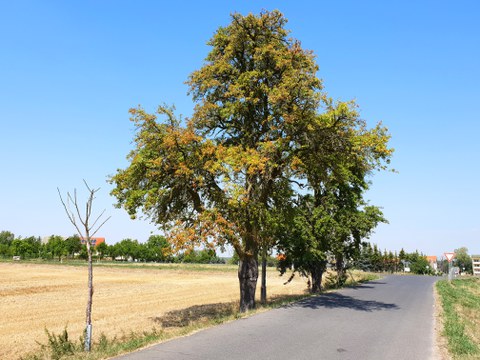 Trockene Bäume