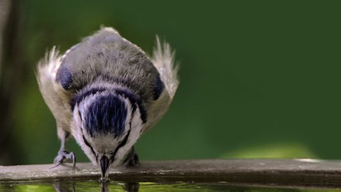 Vogeltränke