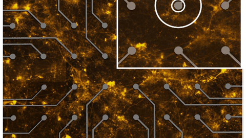 Netzwerk von menschlichen Stammzell-abgeleiteten Neuronen.