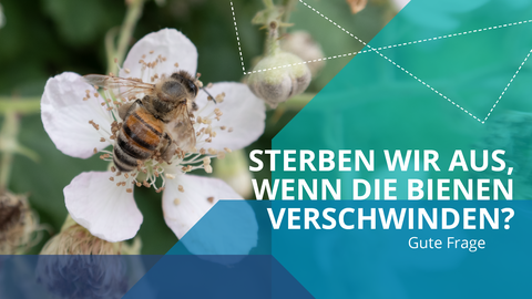 Links eine Biene auf einer Apfelblüte, rechts die Frage: "Sterben wir aus wenn die Bienen verschwinden?"