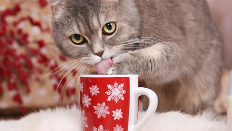 Katze mit Becher