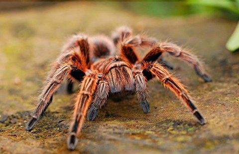 Spinne