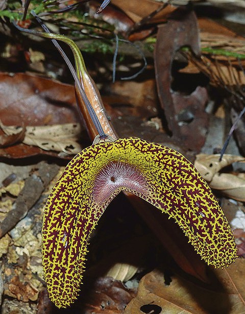 Die Aristolochia wankeana beitzt eine für Pfeifenwinden charakteristische Blütenform.