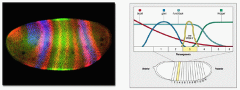 Spatio-temporal dynamics of gene expression patterns and controls the developing embryo of Drosophila melanogaster.