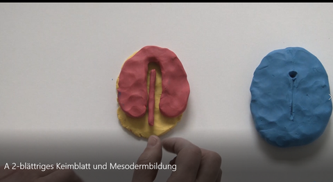 A 2-blättriges Keimblatt und Mesodermbildung, dargestellt als Knetfiguren