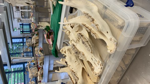 Mehrere Unterkiefer von Pflanzenfressern mit stark ausgeprägten Backenzähnen liegen in einem Veterinär-Anatomiesaal; im Hintergrund sind weitere Tierpräparate und Skelette auf Arbeitstischen zu sehen.